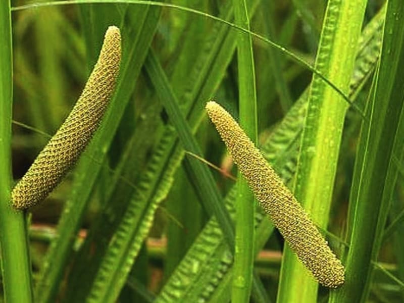 Calamus Root Essential Oil molecular structure or representation