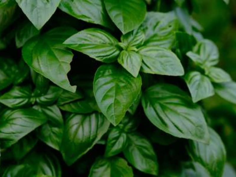 Sweet Basil Essential Oil molecular structure or representation