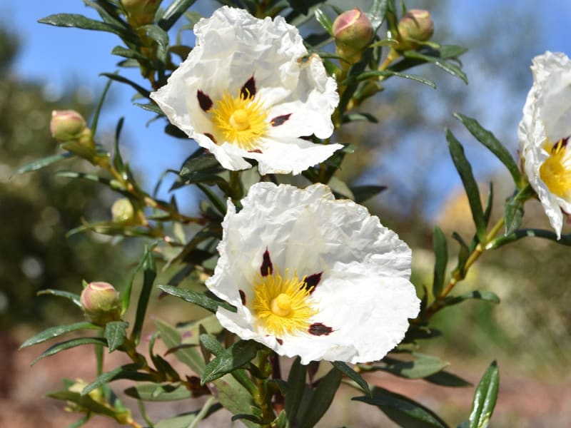 Image for Labdanum Resinoid