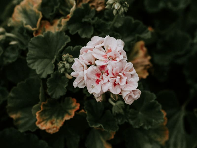 Geranium Dihydropyran molecular structure or representation