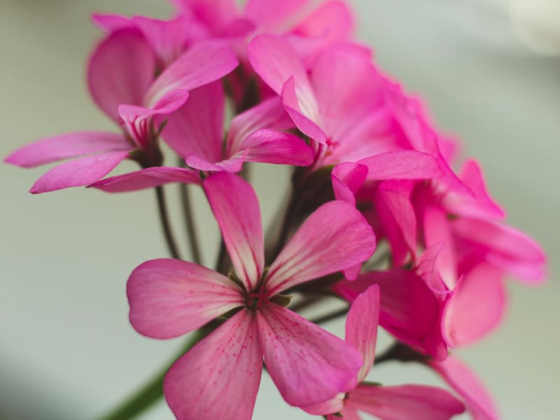 Geranium Pyran molecular structure or representation