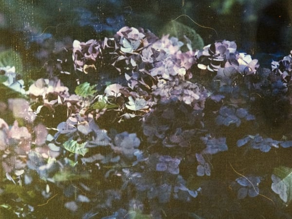 Image for Aquatic Mellis Accord