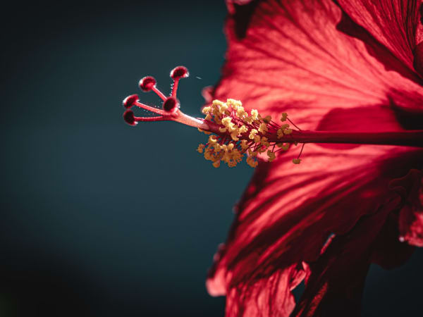 Image for Hibiscus Accord