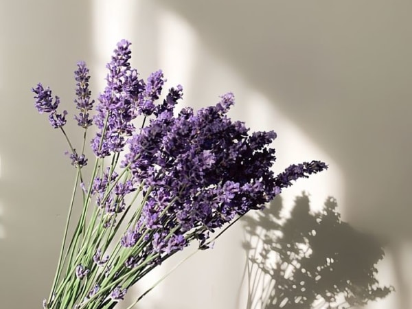 Image for Violet Leaf