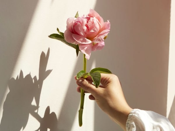 Image for Peony