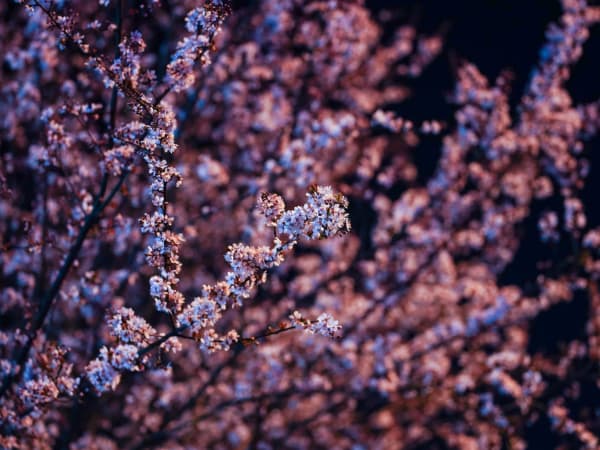 Image for Spring Evening