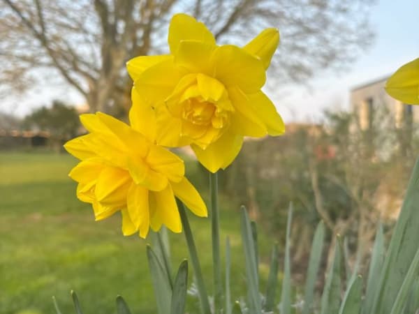 Image for Daffodil Base