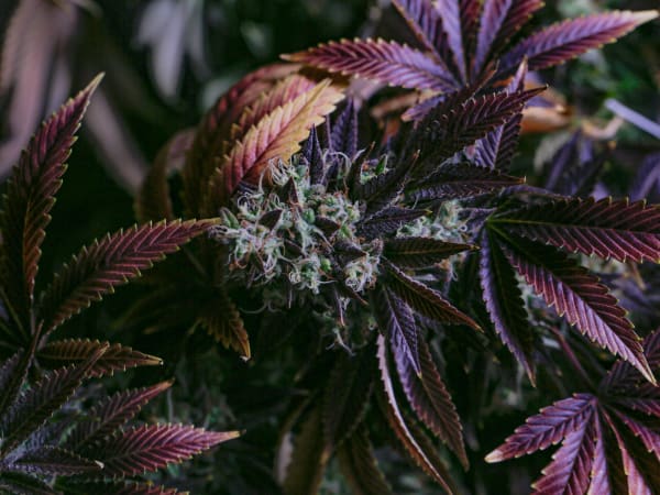 Image for Cannabis Base