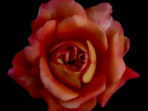 Image for Honeyed Rose Accord