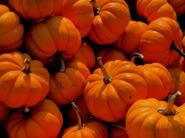 Image for Pumpkin Accord