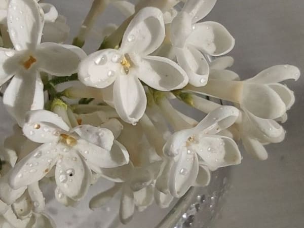 Image for Jasmine Accord