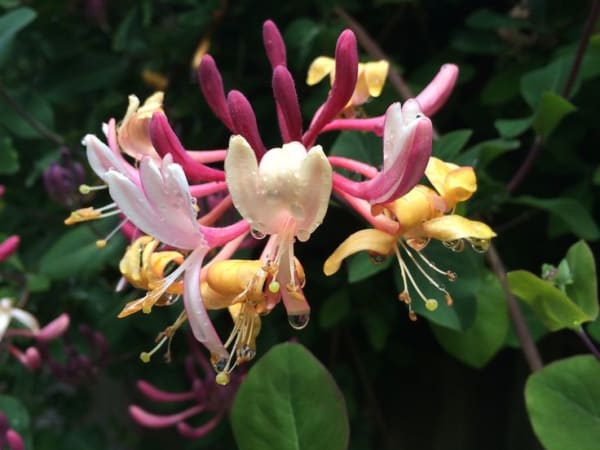 Image for Honeysuckle Base