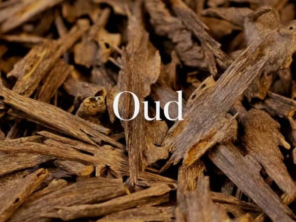 Image for Oud Accord