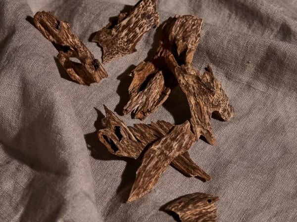 Image for Oud is My Love Language