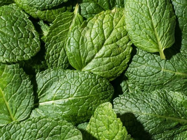 Image for Shisho Basil