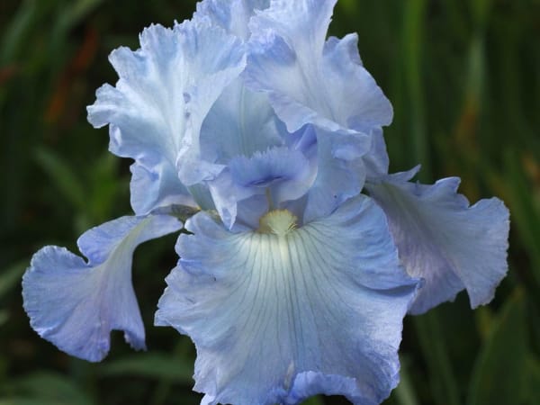 Image for Iris Accord