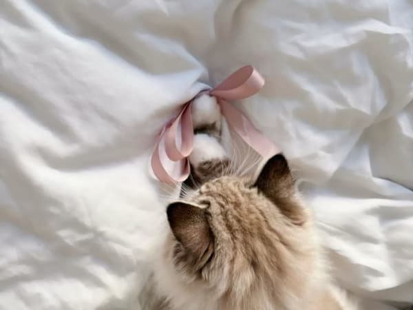 Image for Kitten Fur