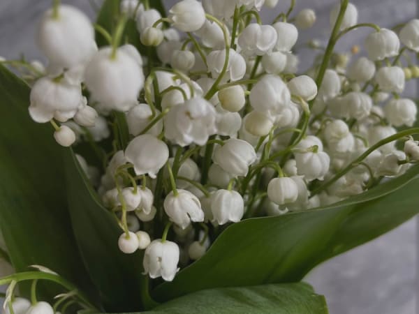 Image for Lily of the Valley Accord