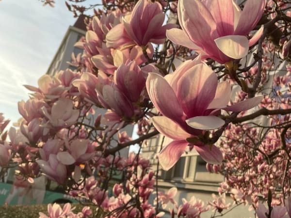 Image for Magnolia