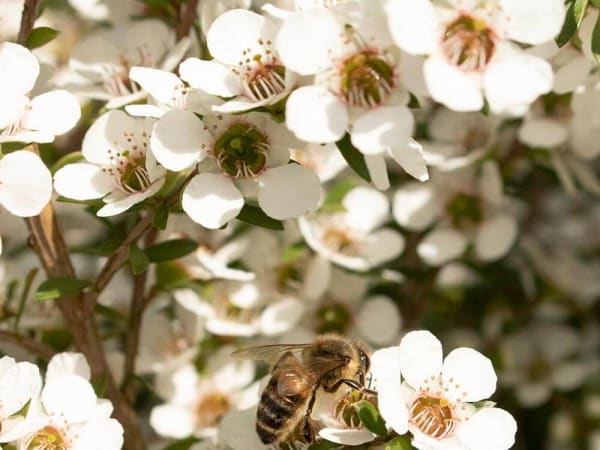 Image for Manuka Honey