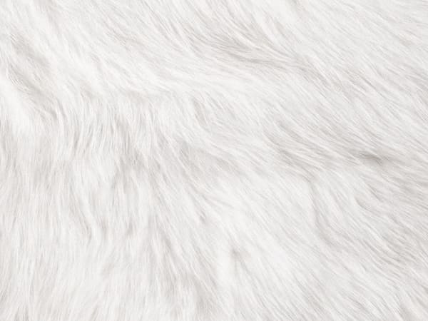 Image for White Musk Accord