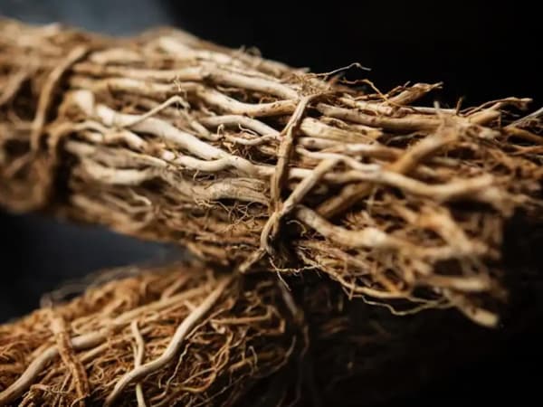 Image for Vetiver Tommaso