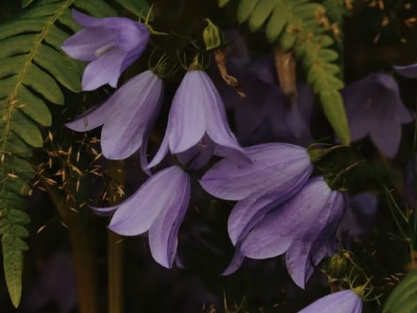 Image for Twilight Fern