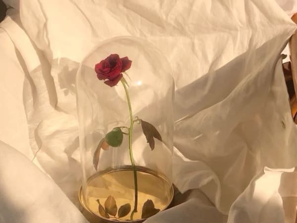 Image for Rose Abs FW