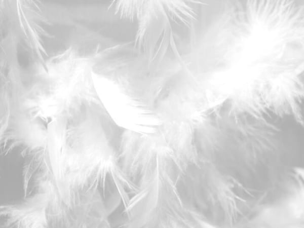 Image for White Musk