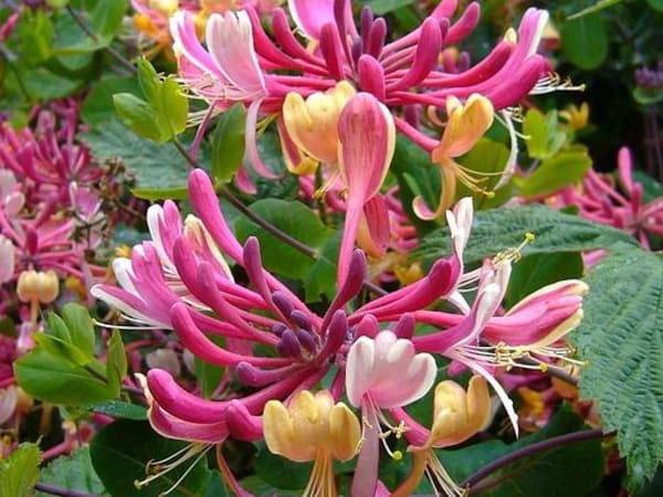 Image for Caprifoglio