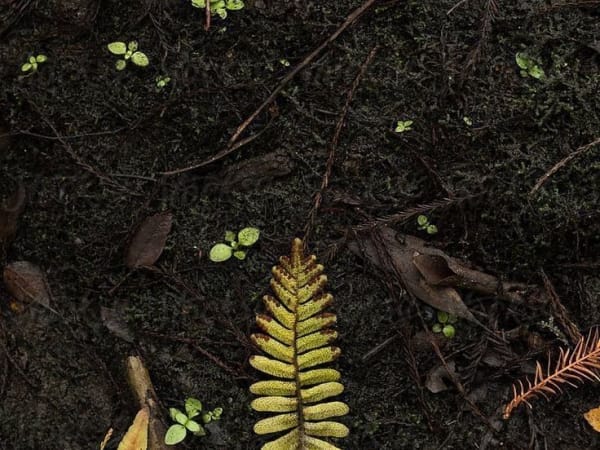 Image for Terre