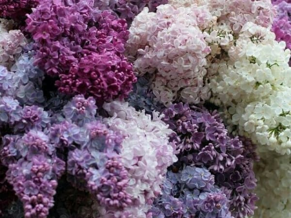 Image for Corsican Flowers