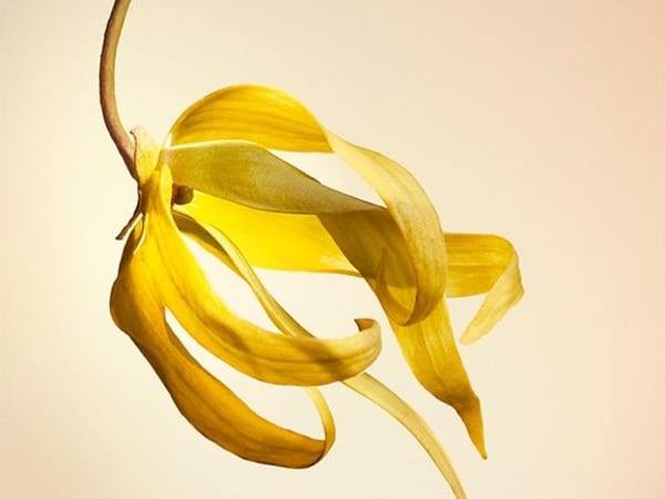 Image for Sublime Ylang