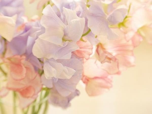 Image for Spring Evening