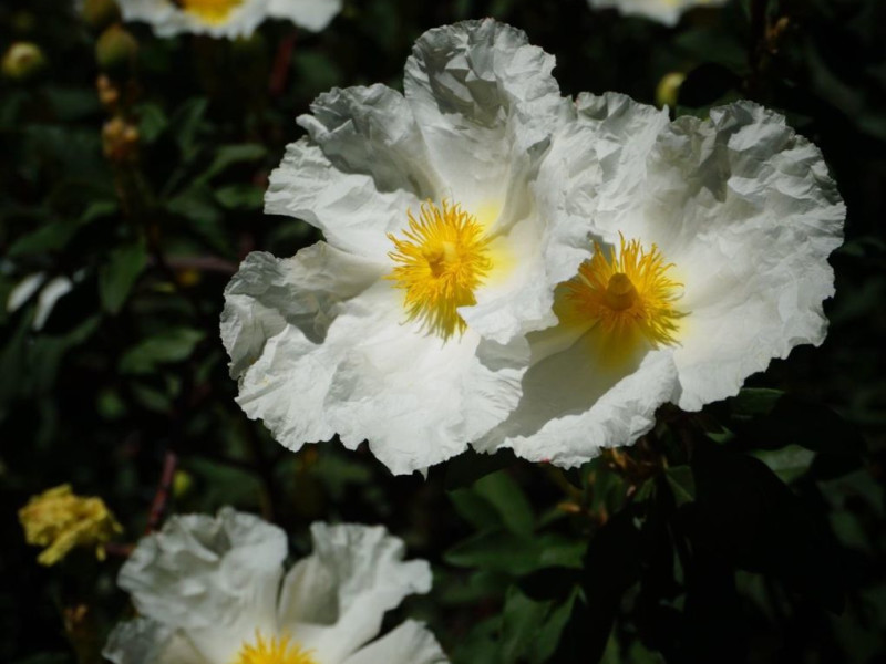 Image for Labdanum Resinoid