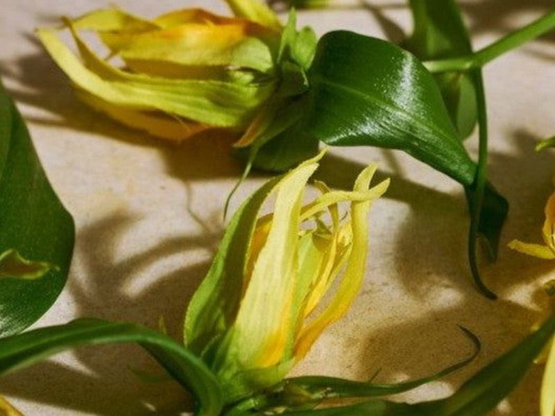 Ylang Ylang Essential Oil molecular structure or representation