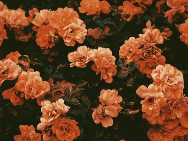 Image for Orangeflower Key Accord