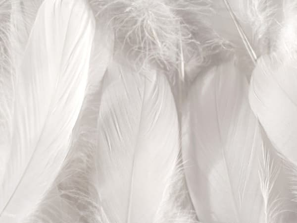 Image for White Musk Key Accord