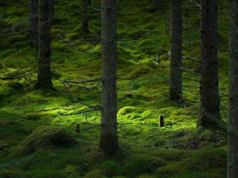 Mousse De Saxe molecular structure or representation