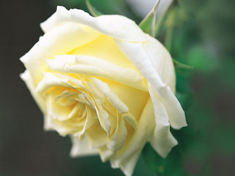 Citronellol molecular structure or representation