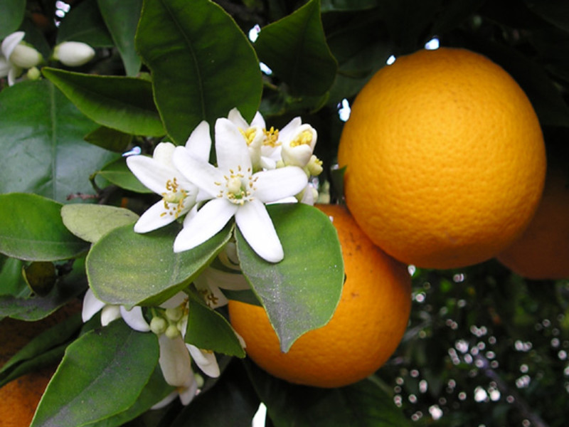 Oranger Crystal molecular structure or representation