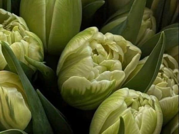 Image for Accord N° 208700 Floral Green (Firmenich)