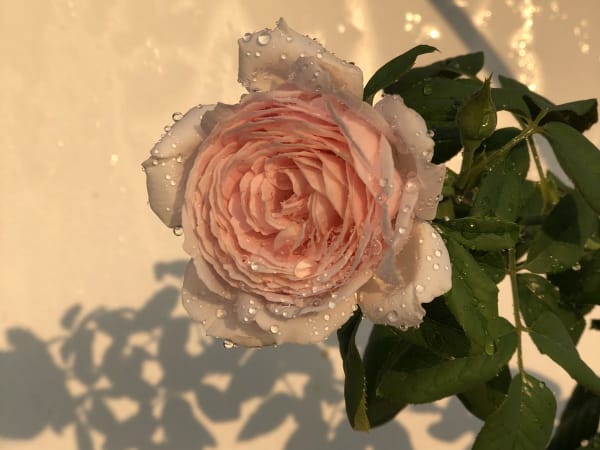 Image for Accord N° 208696 Rose (Firmenich)