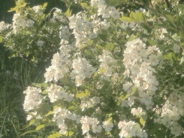 Image for Accord N° 208012 Green floral (Firmenich)