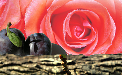 Alpha-Damascone molecular structure or representation