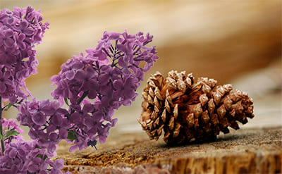 Alpha-Terpineol molecular structure or representation