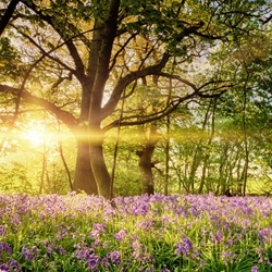 Ambrocenide Crystals (Symrise) molecular structure or representation