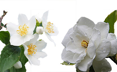 Amyl Cinnamic Aldehyde molecular structure or representation