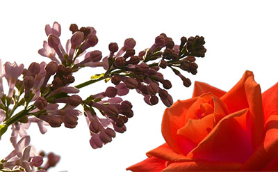 Anisyl Alcohol molecular structure or representation