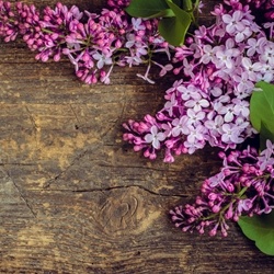 Apo Patchone Coeur (Iff) molecular structure or representation